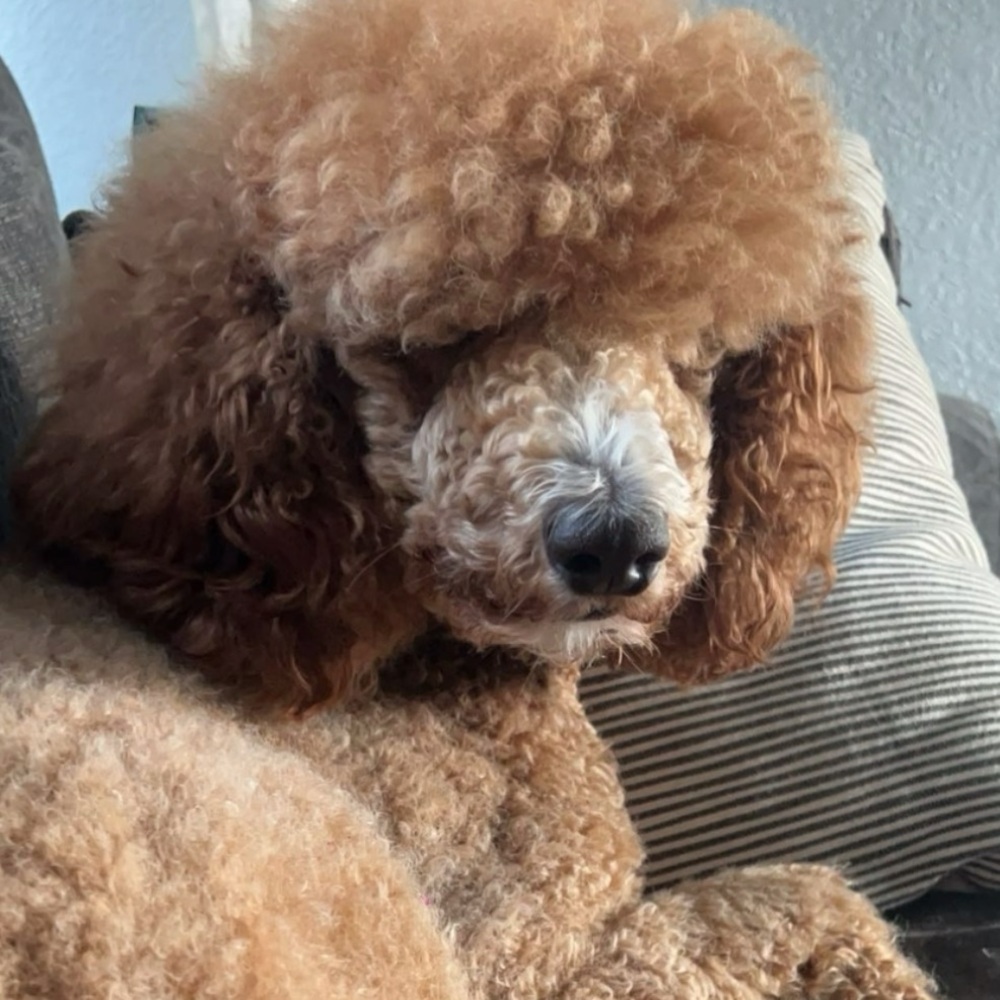 Meet your Posher, Jamie - Picture 2 of 4